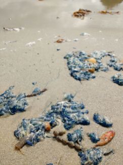 Little blue jellyfish on the southern beaches